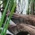 Bird Sounds Spectacular Morning Bird Sound