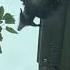 Mama Raccoon Saves Baby From Falling Off Roof