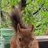 Проголодалась маленькая моя белки белочка бельчонок Squirrel Animals Music Piano Lyrics