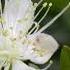 Johann Strauss II Myrtle Blossoms Waltz