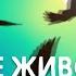 В мире животных с Николаем Дроздовым Прогулка в Сухумском обезьяньем городке Эфир 1981 год