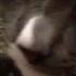 Major Lazer And DJ Snake FT MO LEAN ON CAT PARODY