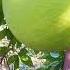 Large And Varied Lemons Nangarhar Beautiful Garden Afghanistan HD
