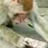 Monkey Using Smartphone Shortsfeed Trending Shorts Youtubeshorts Funny