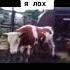 коровка танцует под айта тита тита тай