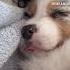 Would You Say Hi To A Pup Like Me