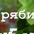 Тонкая рябина Дуб могучий Oblomovblues продолжение народной песни