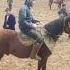 Humoyun Polvon Yakkabog Dan Shorts Horse Alochi Kopkari