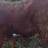 INSERVICE Qurban Sobatngarit Sobatngaret Shortvideo Shortsvideo Shorts Shortsfeed Farming
