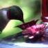 Hummingbird Enjoys Our Nectar