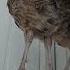 фазаны Birds Pheasant Village