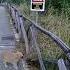 Attraversamento Gatti Rallentare Cat Crossing Slow Down Kошачий переход замедлять