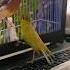 Unusual Behavior Amazing Canary Singing 2