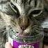 Catnip Expectation Vs Reality