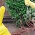 Clean Up Australia Day Song