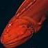 We Ve Barely Seen The Deep Sea