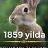 Quyon Haqida Bo Lgan Kichik Bir Voqea Faktlar