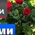 Розы патио Розы из коробки Что с ними делать