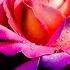 ANGEL OF VOICE DREAM 13 ТРОЯНДА РУЖА ᛃ ROSE