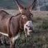 Donkey Sound Effect