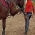 Невероятная Хазарика Horse Equestrian лошади любовь