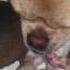 Tuff Puppy Gives Birth Part 1