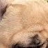 Super Calming Sleep Music For French Bulldogs Relax Your Puppy
