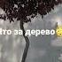 Что за дерево