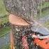 Climbing Arborist Removing A Tree In A Tight Spot