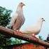 Mera Pyar Ra Sa Kabootar Shorts Pigeonlaver Kabootar Love Bird Ytshorts