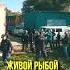 Реальный запуск живой рыбы в озеро Смолино для свободной рыбалки Зарыбление Shorts