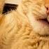 Fanny Cat Cat Videos Garfield Прикол с котом Гарфилд