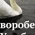 Где обедал воробей В Гатчине У лебедей