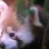 International Red Panda Day