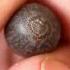 How To Grow LOTUS From Seeds EASILY