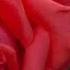 Listen To It Every Morning And It Will Make Your Day Wonderful Music By Sergey Grischuk 10