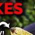7 Corn Growing Mistakes To Avoid