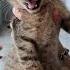 CATS SOUND Baby Cat Meowing