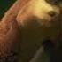 Open Season Boog Where S Home It S Gone Sparta Daring CWE Remix