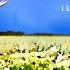 The Daffodils Still Grow A Book For Grieving Daughters
