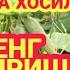 ИССИКХОНАДА БОДРИНГ ЕТИШТИРИШ