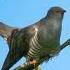 Очаровательная кукушка птица Bird рекомендации Fypシ Viral