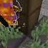 PVP FUNTIME ПОЗОРНИК GULPVP