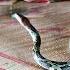 The Elephant Boy And His Aunt Were Startled When They Saw A Big Snake In The House