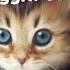 Learn To Meow English Version