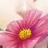 Nightcore Fading Like A Flower