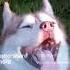 MIX DEEP HOUSE PROGRESSIVE 2025 Top Selection MD MASTER DJ 25 01 With Thor Siberian Husky
