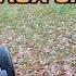 Chasse Aux Sangliers Une Belle Battue