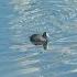 The Ugly Duckling S Lake Ambient Music