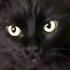 НОВЫЕ смешные ПРИКОЛЫ про животных 2019 года Funny Pets 2019